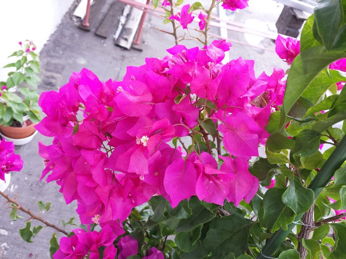  - Bougainvillea - 2015