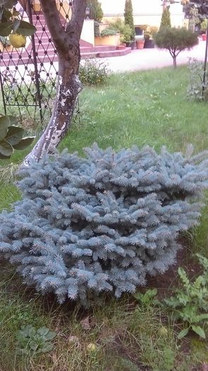 Brad argintiu pitic (Picea glauca globosa)