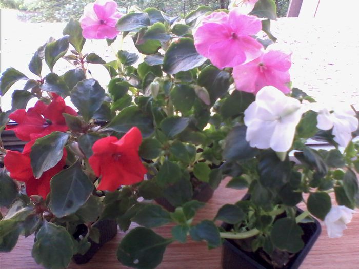 Impatiens (Sporul casei) - FLORI -2015-2016