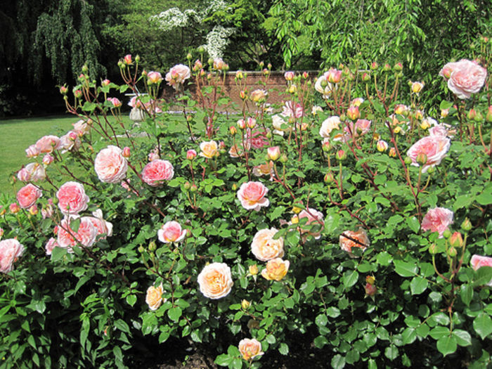 abraham darby