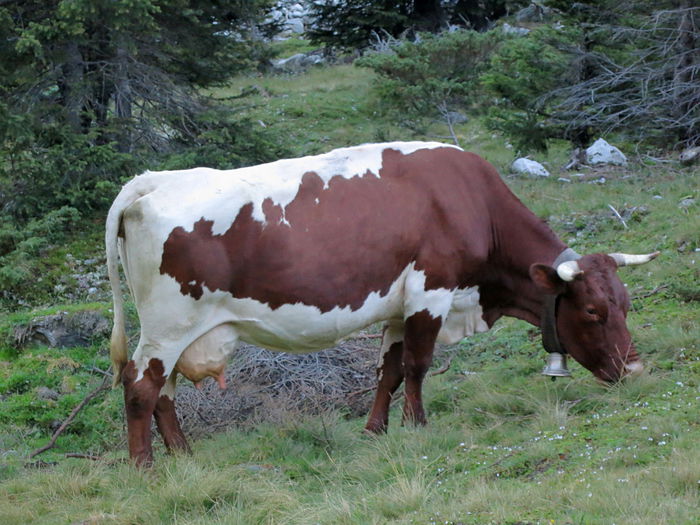 Rasa frumoasa Pinzgauer