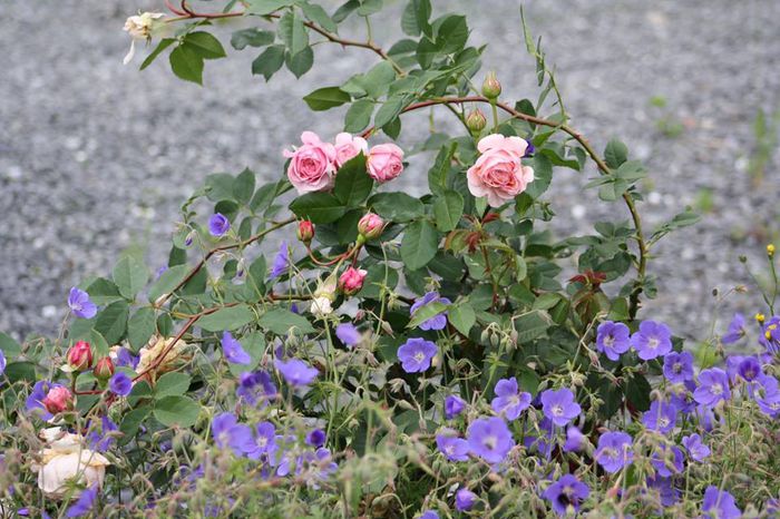 William Morris si geranium Brookside - 1Gradina din vis