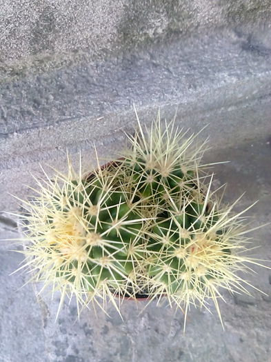 nr.14-Echinocactus grusoni; 4 lei buc sau 10 lei ghiveciul
