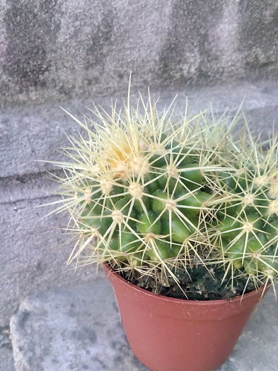 Echinocactus grusoni; 4 lei
