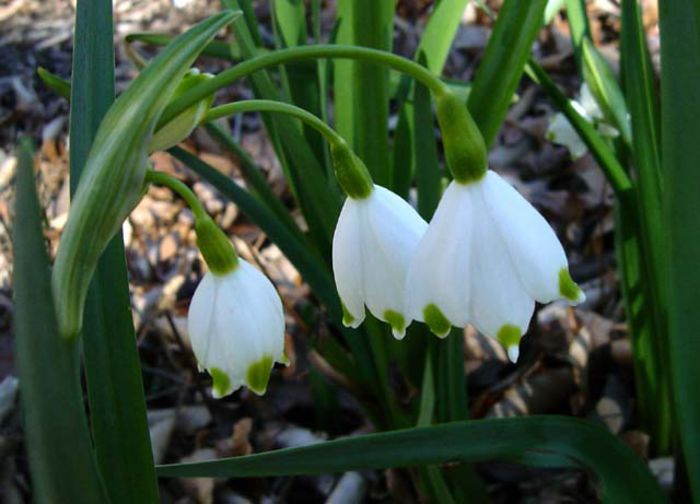 leucojum aestivum