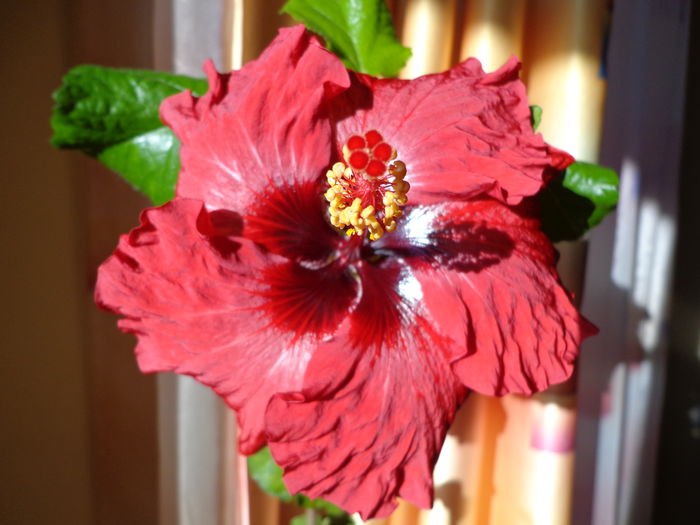 DSC01296 - A-HIBISCUS 2015-2