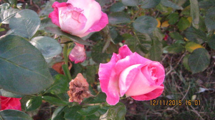 IMG_9874 - Trandafirii mei
