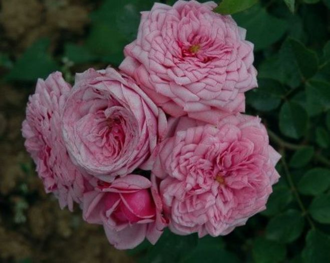 Durance Ancian Rosa