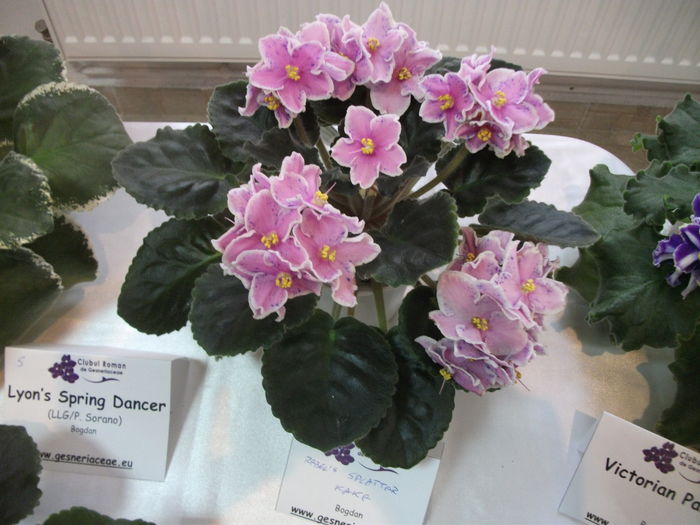 DSCF8152 - Expozitia de gesneriaceae Bucuresti noiembrie 2015