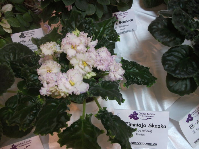 DSCF8170 - Expozitia de gesneriaceae Bucuresti noiembrie 2015