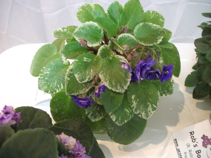 DSCF8174 - Expozitia de gesneriaceae Bucuresti noiembrie 2015