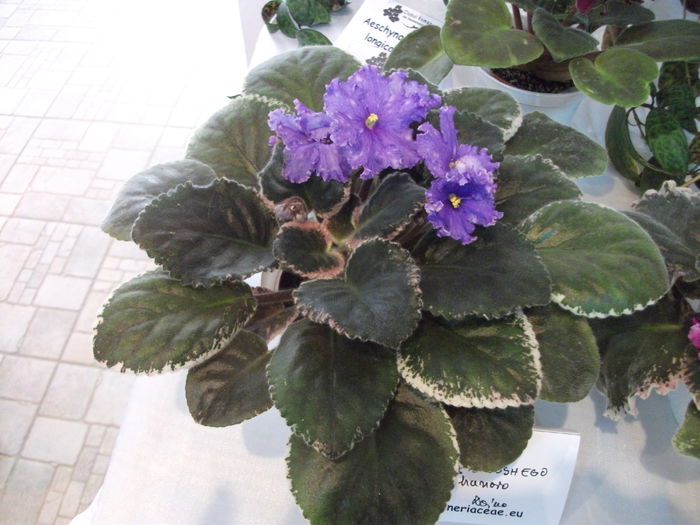 DSCF8176 - Expozitia de gesneriaceae Bucuresti noiembrie 2015