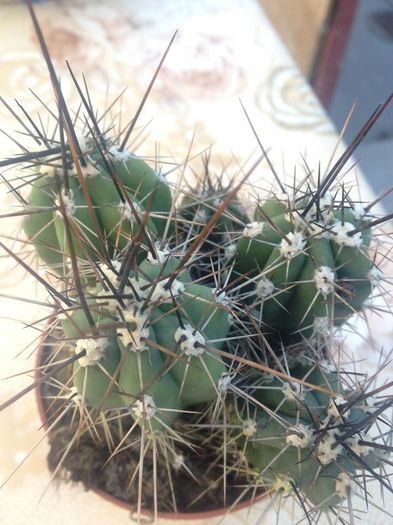 nr.25-stetsone coryne - CACTUSI rog identificare