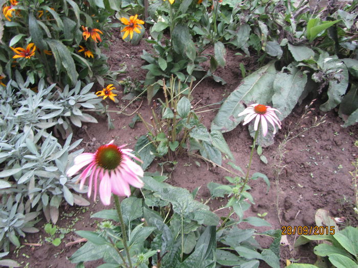 Echinacea - c Toamna