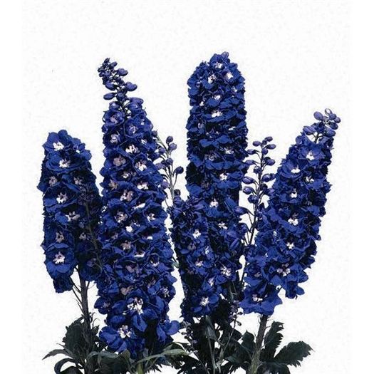 delphinium-x-cultorum-magic-fountain-dark-blue-white-bee-g-9