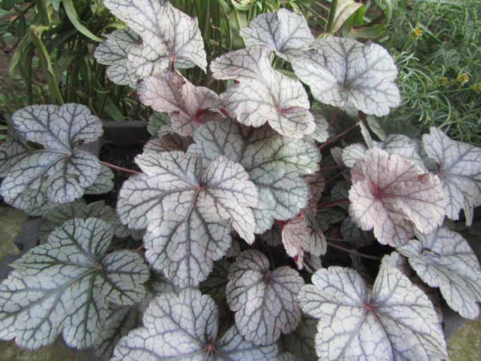 Heuchera (2) - c Toamna