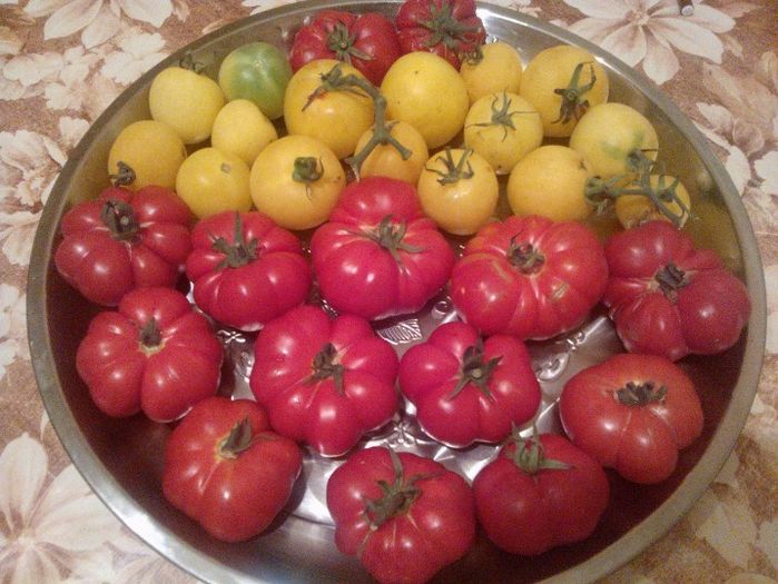 TOMATE (Soi italian originar din apropierea Florenţei)COSTOLUTO FIORENTINO