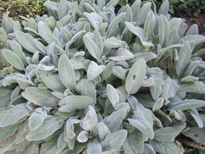 Stachys bizantina - c Toamna