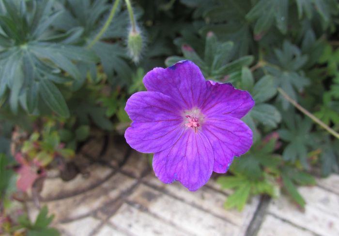 geranium sanguineum Rosa - 2015 plantele mele - III