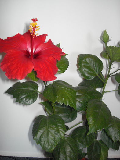 DSC00418 - HIBISCUS 2015