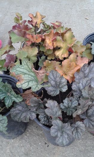 20151209_153448[1] - HEUCHERA primavara 2017