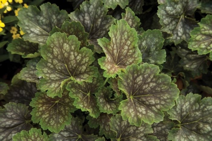 heuchera-marvelous-marble