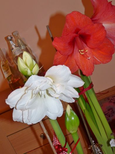 P1760259 - Amaryllis