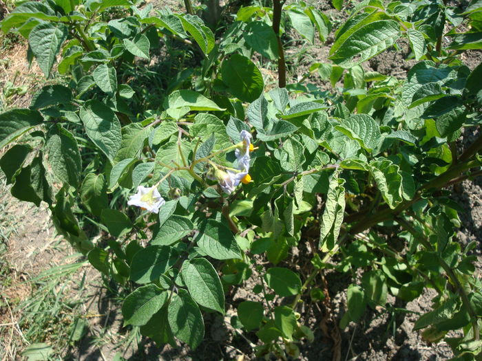 Solanum tuberosum subsp. andigena (Juz. & Bukasov) Hawkes 1959