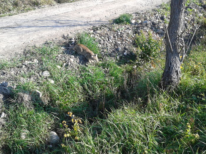 Fotografie0069 pisica frumoasa la panda (4) - pisici