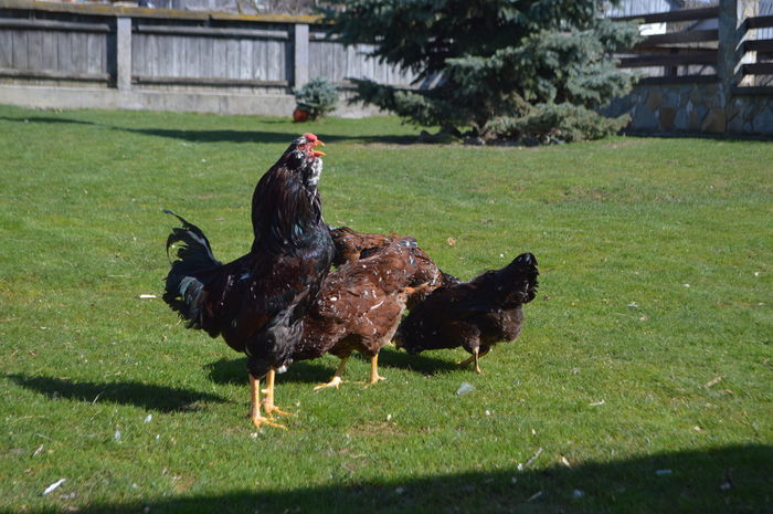 DSC_0969; familie orloff , 3 gaini, 2 cocosi
