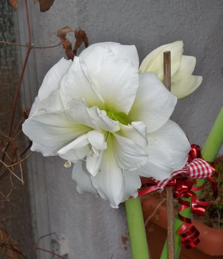 P1760360 - Amaryllis