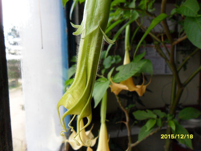 SAM_2361 - Brugmansia