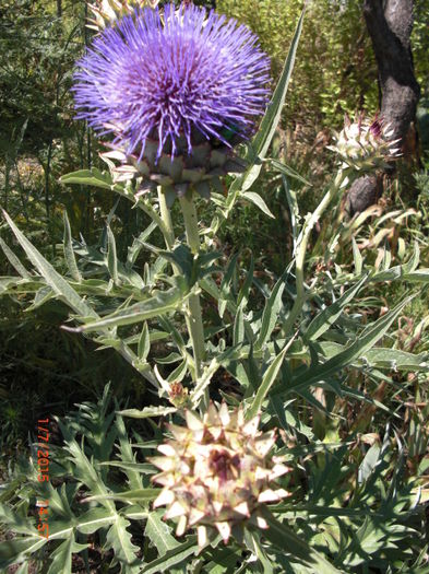 Anghinarie flori - Gradina Casa si Plante Rare sau Deosebite pentru Sanatate2