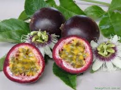 Passion fruit3 - passiflora edulis