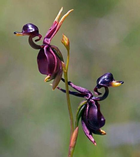 Orhideea Rata Zburatoare, cunoscuta si sub denumirea de Caleana major - Muscata deosebita si cele mai scumpe flori