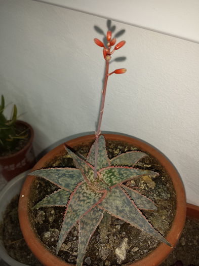 Aloe Hybrid Starfish