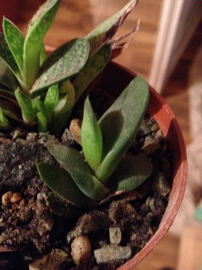 Gasteria glomerata