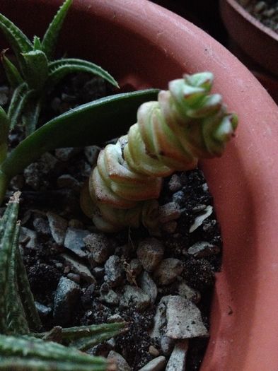 Crassula