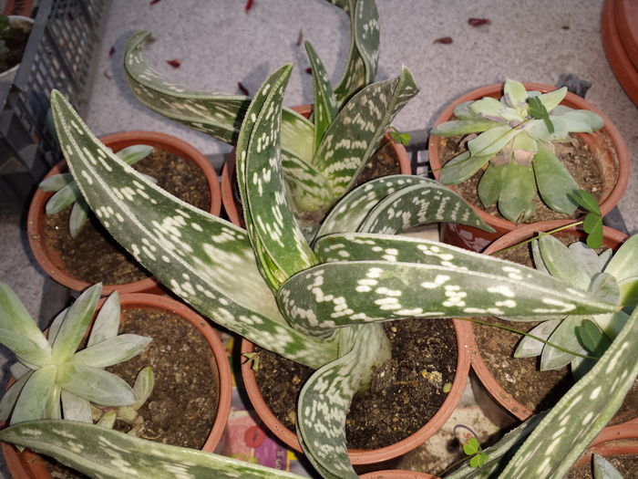 Aloe variegata