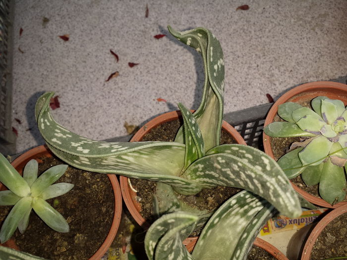 Aloe variegata