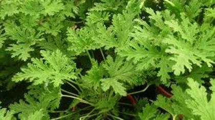 Mosquito repellent citronella plants