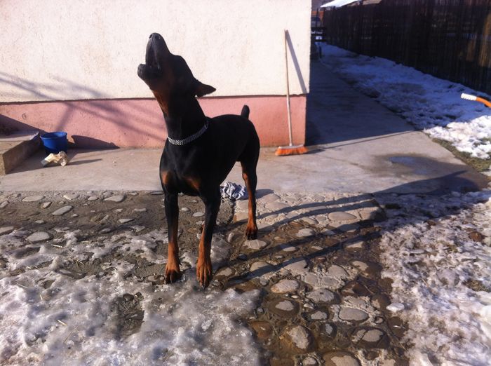 image - DOBERMANN DON DRAGON BLACKMAGIC  ANGEL