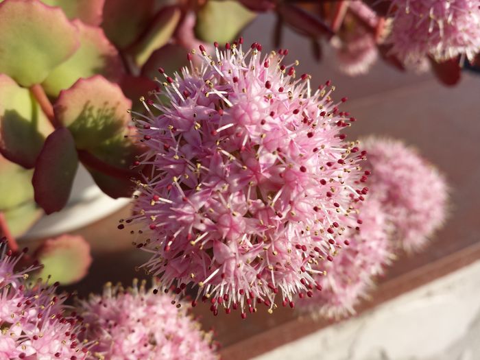 Sedum sieboldii