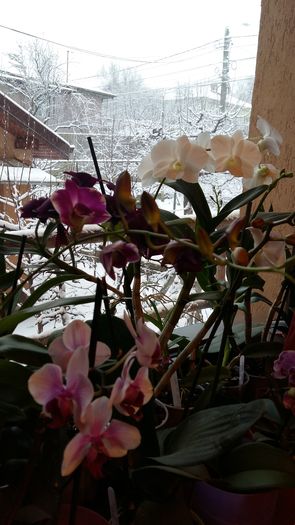 20160107_091206 - Dendrobium phalaenopsis