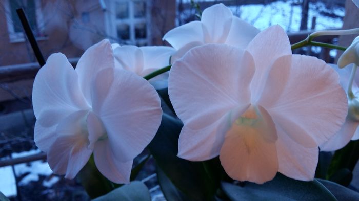 20160112_162356 - Dendrobium phalaenopsis