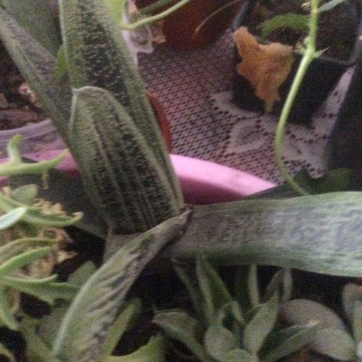 image - Cactusi 2016 si suculente