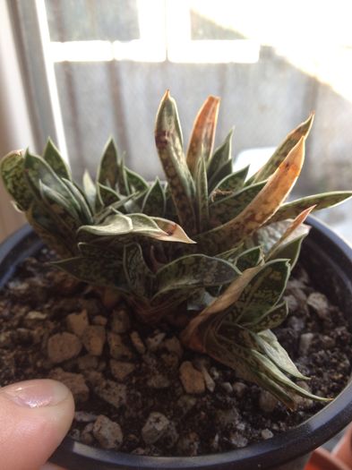 Gasteria