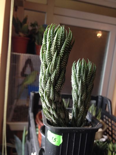 Haworthia reinwarditti var kaffirdriftensis