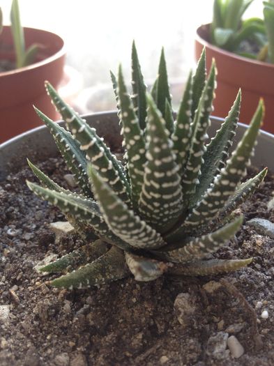 Haworthia attenuata cv wide zebra - haworthia