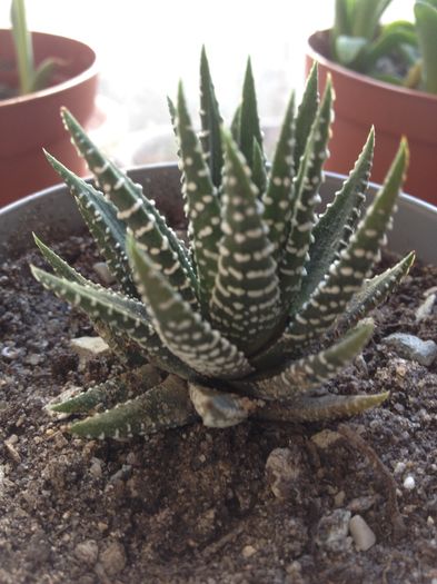 image - haworthia